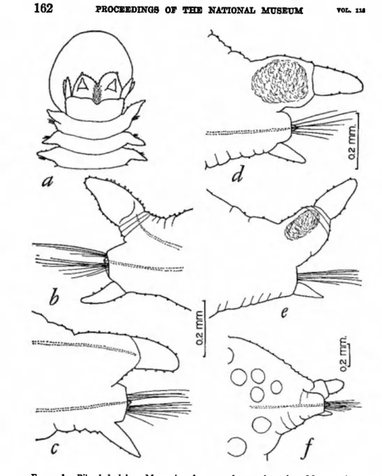 FIGURE  1.•Püargis berkeleyae Monro (a-f from complete specimen from Monterey Bay; 