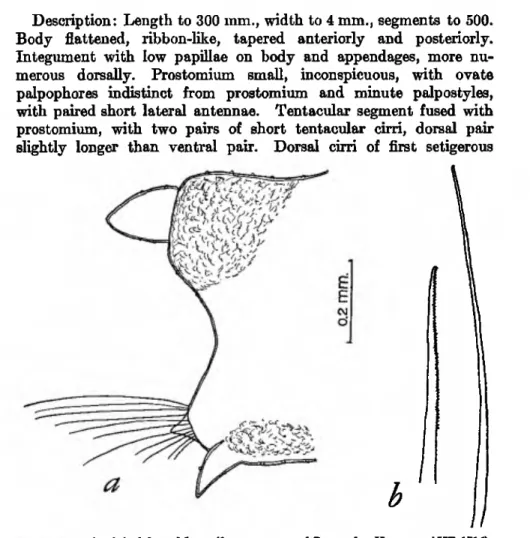 FIGURE  2.•Pilarais berkeleyae Monro (from paratype of P. macidata Hartman, AHF 1716): 
