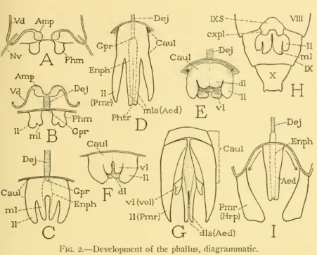Fig. 2. — Development of the phallus, diagrammatic.