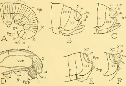 Fig. 3. — Postembryonic transformations of the terminal abdominal segments of a female sawfly, GUpinia polytonia (Htg.).