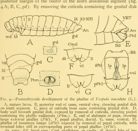 Fig. 4. — Postembryonic development of the phallus of Vesptila maculata (L.).