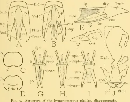 Fig. 5. — Structure of the hymenopterous phallus, diagrammatic.