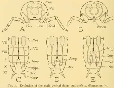 Fig. I. — Evolution of the male genital ducts and outlets, diagrammatic.