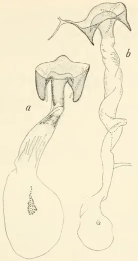 Figure 6. — Female genitalia of two Acleris species: a, A. capizziana, new species; b, A.