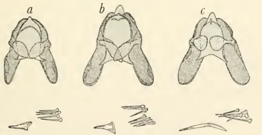 Herrich-Schaffer (1847, pi. 3, fig. 16); the original locality and the present location of this specimen are unknown.