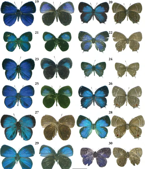 Figs 19-30. Timaeta adults (dorsal surface on left, ventral surface on right). 19, T. eronos male (Ecuador, Napo); 