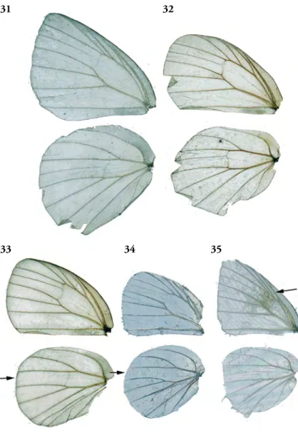 Figs  31-35.  Wing  venation  (forewing on top). 31, T.  ti-maeus male (Ecuador,  Tungu-rahua);  32,  T