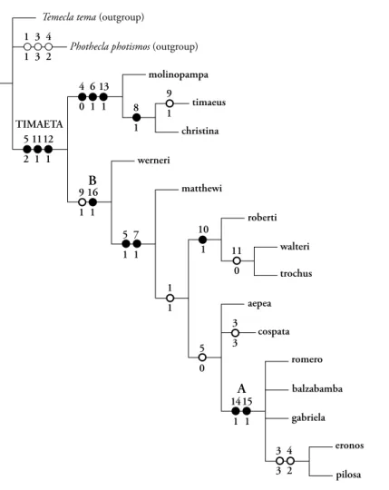 Figs  74.  First  equal-weight  most  parsimonious   cladog-ram  for  Timaeta  (30  steps)
