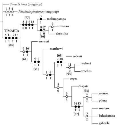 Fig.  75.  Second  equal- equal-weight  most  parsimonious  cladogram  for  Timaeta  (30  steps)