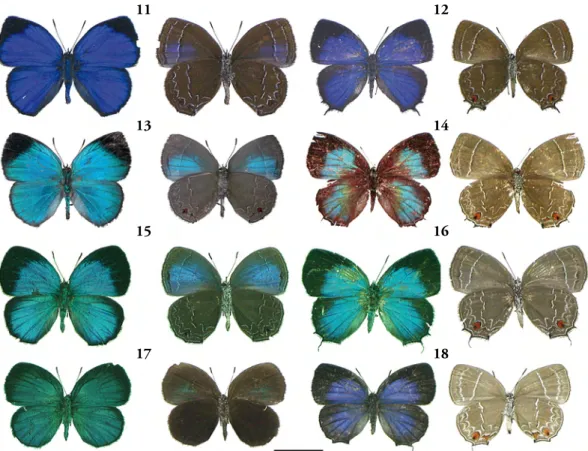Figs 11-18. Timaeta adults (dorsal surface on left, ventral surface on right). 11, T. walteri male holotype (Ecuador,   Pichincha);  12,  T