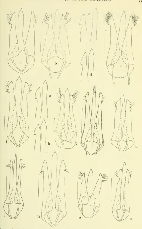 Figure 4.-Male genitalia of Melanotus species: a-d, similis; e, spadix; f-h, decumanus; i,