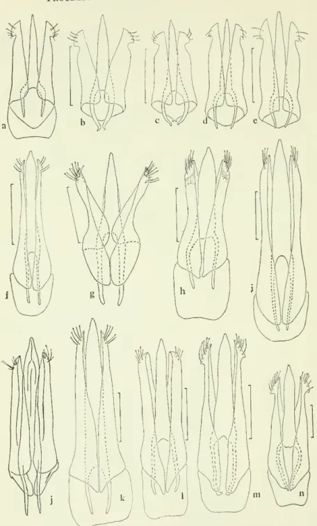Figure 5 -Male genitalia of M,lanot.i species: a, lam b, c, tilosmj d, ,, &#34;Pf&#34;&#34;''' '•