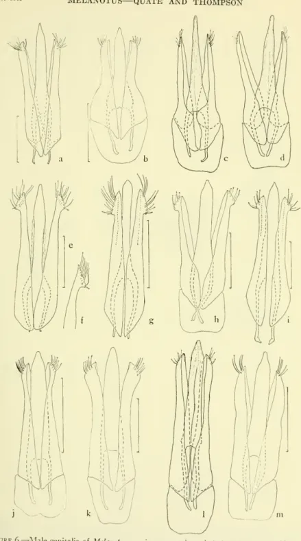 Figure 6.— Male genitalia of Melanotus species: a, prasinus; b, testaceus; c, trapezoideus; d, tenax; e, f, macer; g, difficilis; h, parallelus; i, infaustus; j, americanus; k, cribriventris; /,