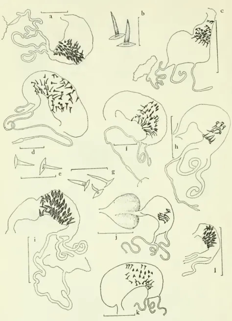 Figure 9.— Female genitalia of Melanotus species: a,h, communis; c, miscellus; d,e, dietrichi^