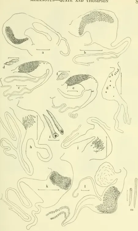 Figure 12.— Female genitalia of Melanotus species: a, concisus (?); b, lancealus; c,d, longulus longulus; e,f, longulus oregonensis; g, insipiens; h,i, leonardi; j, taenicollis; k, chiricahuae;