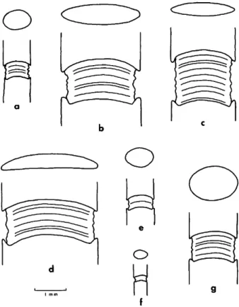 FIGURE 1.—Branch transections and genicular longitudinal  sections of the Gulf of California species of Amphiroa (all to  same scale): a, A