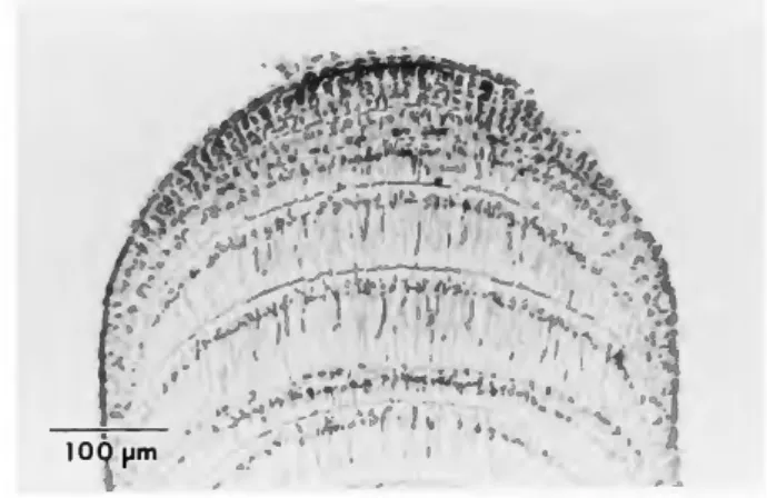 FIGURE 2.—Amphiroa beauvoisii: a, fronds from a single  c l u m p  (JN &amp; HWJ-73-7-3) (note variation from cylindrical to  slightly compressed); b, genicula (JN-28 III 1973) (note they  are more evident here than in "a," probably due to greater 