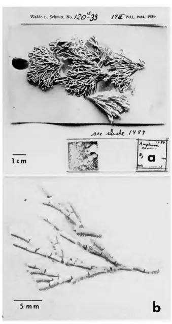 FIGURE 8.—Lectotype selected herein of Amphiroa zonata  Yendo [= A. beauvoisii] (see also Figure \bb): a, habit of frond; 