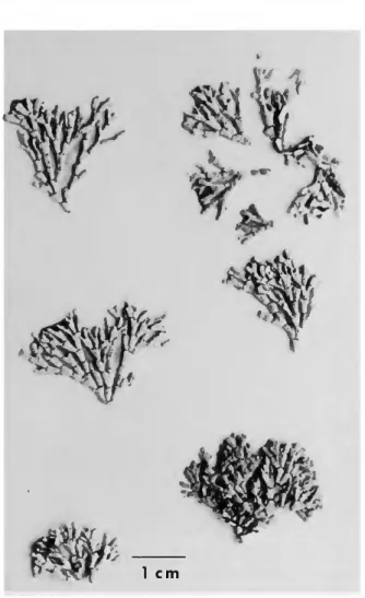 FIGURE 9.—Type specimen of Amphiroa brevianceps  (EYD-3825,  A H F H ) . 