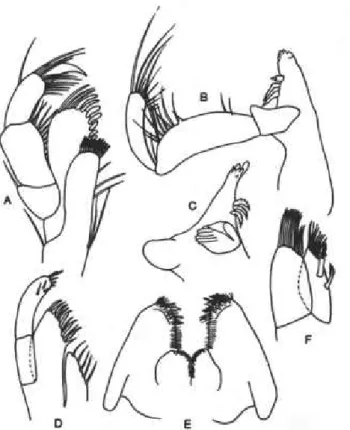 Fig. 7. Batea schotti n.sp., male holotype, USNM 266440: A, maxiUiped; B, right mandible; C,  left mandible; D, maxilla 1; E, lower lip; F, maxilla 2