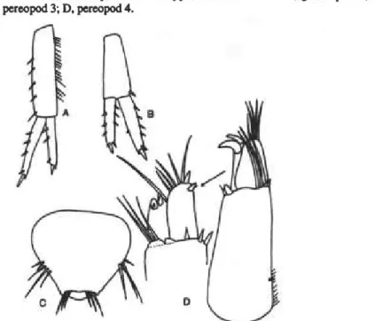 Fig. 4. Ampitlioe hirsutimanus n.sp., male holotype. USNM 266447: A, uropod 1; B, uropod 2; 