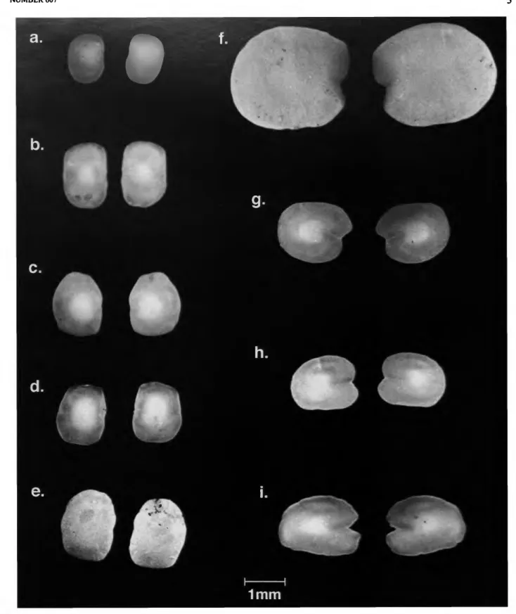 FIGURE 2.—Lateral view of otoliths (sagittae): a, Nannobrachium atrum, Ocean Acre, USNM; b, N