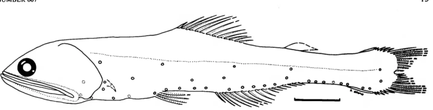 FIGURE 4.—Nannobrachium nigrum Gunther, 1887. Drawing of 81.5 mm specimen, USNM 298046, Pacific Ocean, 20°20'-20°30'N, 158 o 20'-158 o 30'W