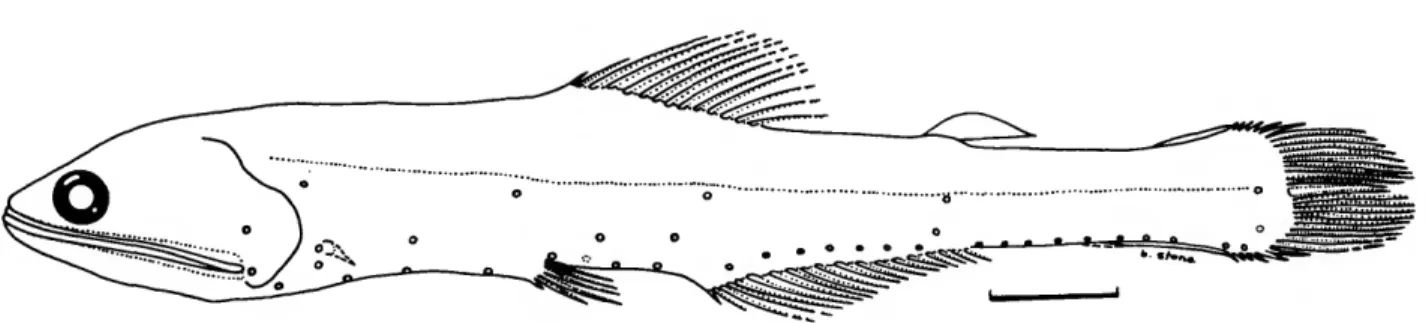 FIGURE 6.—Nannobrachium atrum (Taning, 1928). Drawing of 102 mm specimen, USNM 298182, Atlantic Ocean, 32°16'N, 64°21'W