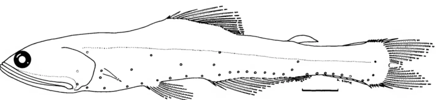 FIGURE 7.—Nannobrachium gibbsi, new species. Drawing of holotype, 107.5 mm, ZMUC, Dana sta 3570 I, Pacific Ocean, 14°01'S, 147°51'W