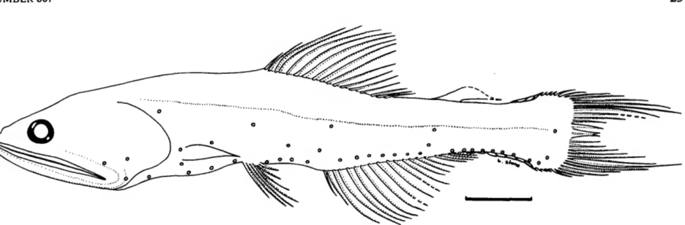 FIGURE 9.—Nannobrachium regale (Gilbert, 1891). Drawing of 81 mm specimen, USNM 108161