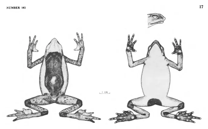 FIGURE 16.—A representative individual, USNM 193491, of A. boulengeri Peracca.
