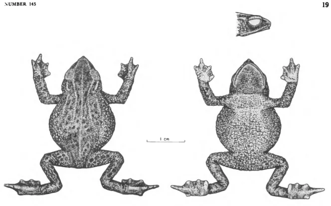 FIGURE 17.—A representative individual, USXM 193537, of A. bufoniformis Peracca.