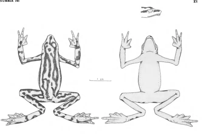 FIGURE 18 A representative individual, UMMZ 51270, of A. elegans Boulenger.