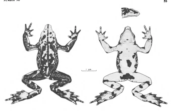 FIGURE 25.—A representative individual, USNM 193495, of A. pachydermus Schmidt.