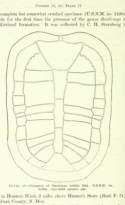 Figure 13. — Carapace of Basilemys nobilis Hay. U.S.N.M. no.