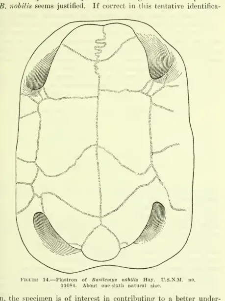 Figure 14. — Plastron of Basilemys nohilis Hay. U.S.N.M. no.