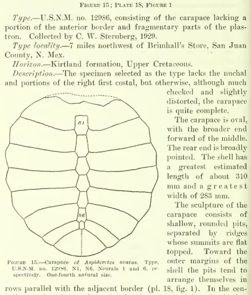 FiGUKE 15 ; Plate 18, Figure 1