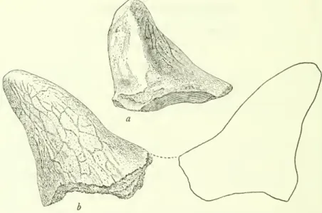 FiGURE G. — Supraorbital horn-core of a chasmosaurid dinosaur, U.S.N.M. no. 12018