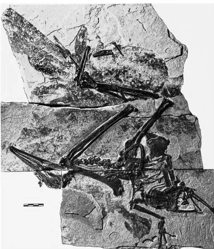 FIGURE 2.—Retouched photograph of the holotype of Limnofregata azygosternon (USNM 22753)