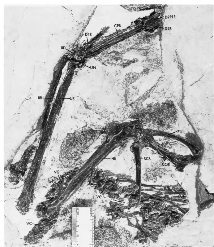 FIGURE 4.—Partial skeleton of Limnofregata azygosternon, paratype, University of Wyoming 6919