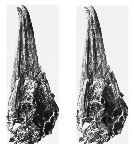 FIGURE 5.—Dorsolateral view of the skull and mandible of the holotype of Limnofregata  azygosternon