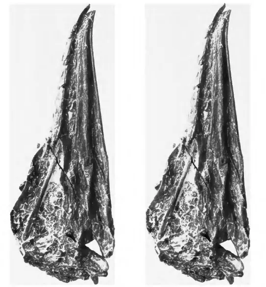 FIGURE 7.—Ventrolateral view of the skull and mandible of the holotype of  Limnofregata azygosternon