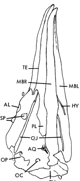 FIGURE 8.—Diagram of the specimen shown in Figure 7  (AL = articular surface for lacrimal, AQ = quadratojugal  articulation of left quadrate, cv = cervical vertebrae, HY =  hyoid, MBL = left mandibular ramus, MBR = right  mandib-ular ramus, oc = occipital 