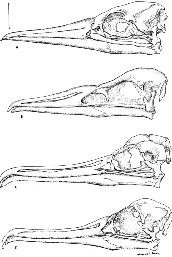 FIGURE 9.—Skulls and mandibles in left lateral view: A, Sula sula; B, Limnofregata azygosternon  (the drawing is very generalized due to the difficulties in interpreting the crushed skull of the  holotype and is not to be relied on for details); c, juvenil