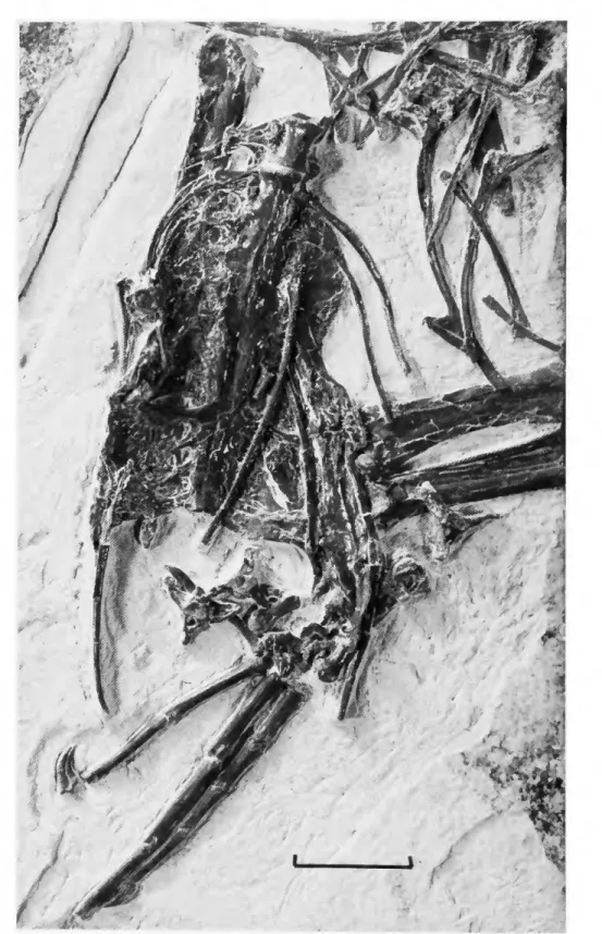 FIGURE 10.—Pelvis, most of the left hindlimb, right femur, and caudal vertebrae of the  holotype of Limnofregata azygosternon