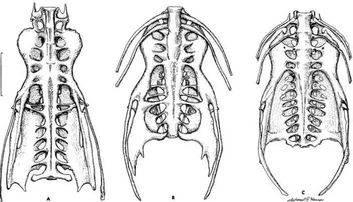 FIGURE 11.—Pelves in ventral view: A, Sula sula; B, Limnofregata azygosternon; c, Fregata ariel