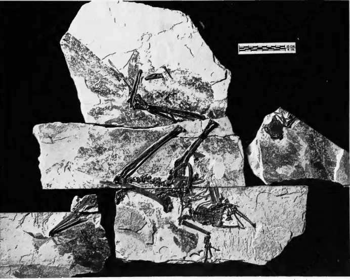 FIGURE 1.—Holotype (USNM 22753) of Limnofregata azygosternon, new genus and species, in  three pieces of slab and two of counterslab before any of the individual bones were removed  from the matrix