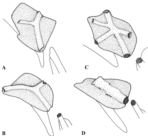 Figure 12. - Sixth infraorbital. A: Psec- Psec-trogaster amazonica, USNM 261518,  106.0mm SL
