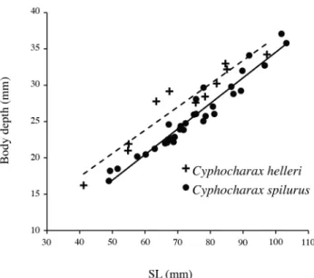 Figure 15. - Relationship of body depth at dorsal fin origin to stand- stand-ard length (SL) over ontogeny in Cyphocharax helleri (crosses,  N = 11) and C