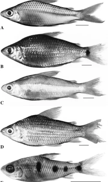 Figure 16. - Prochilodontidae. A: Semaprochilodus varii (live). 